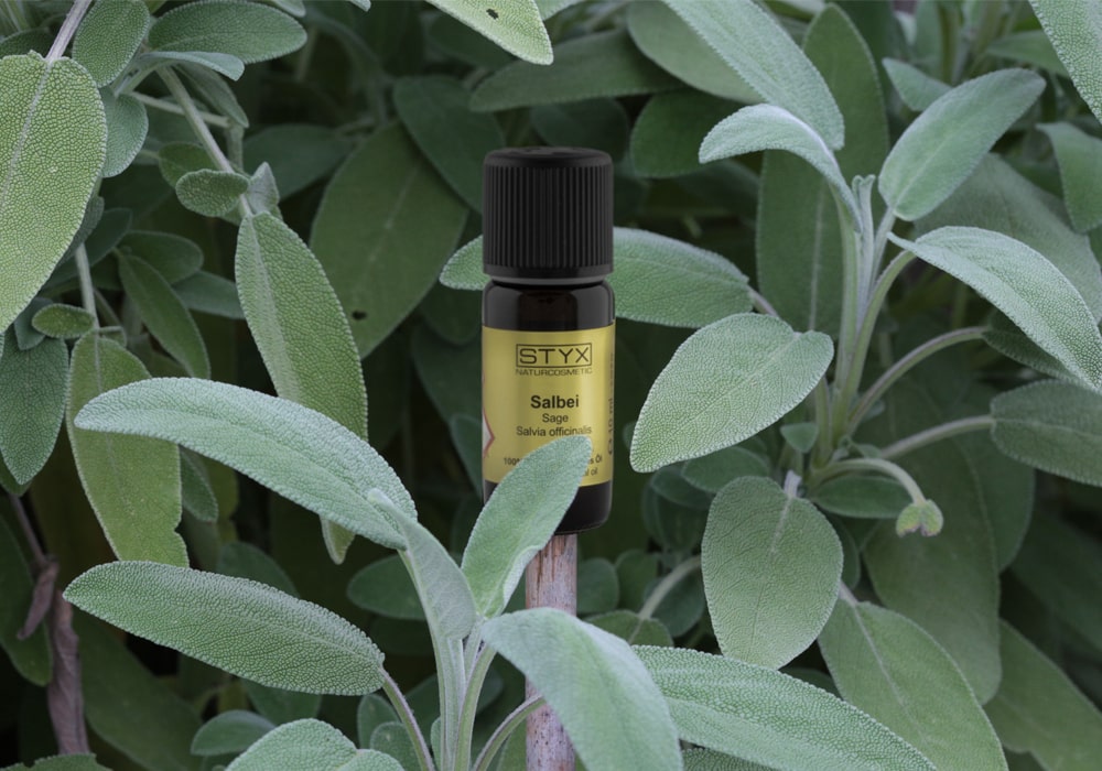 Шаль из шалфея Шаль из шалфея