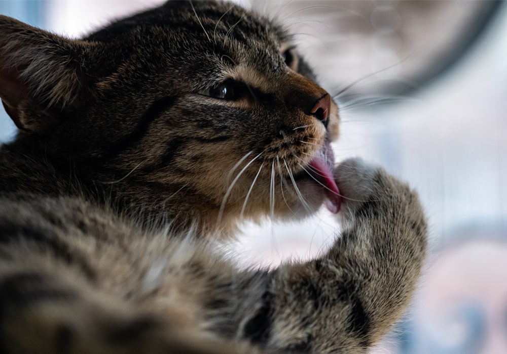 Зверские запахи Зверские запахи